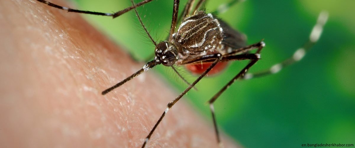 WHO urges swift action as Dengue fever cases Surge in Bangladesh