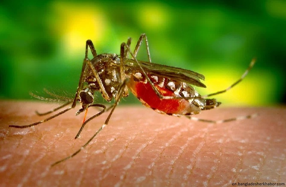 WHO urges swift action as Dengue fever cases Surge in Bangladesh