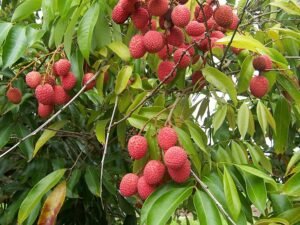 Litchi starts appearing in Rajshahi markets