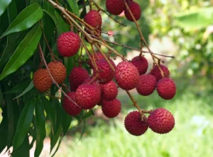 Litchi starts appearing in Rajshahi markets