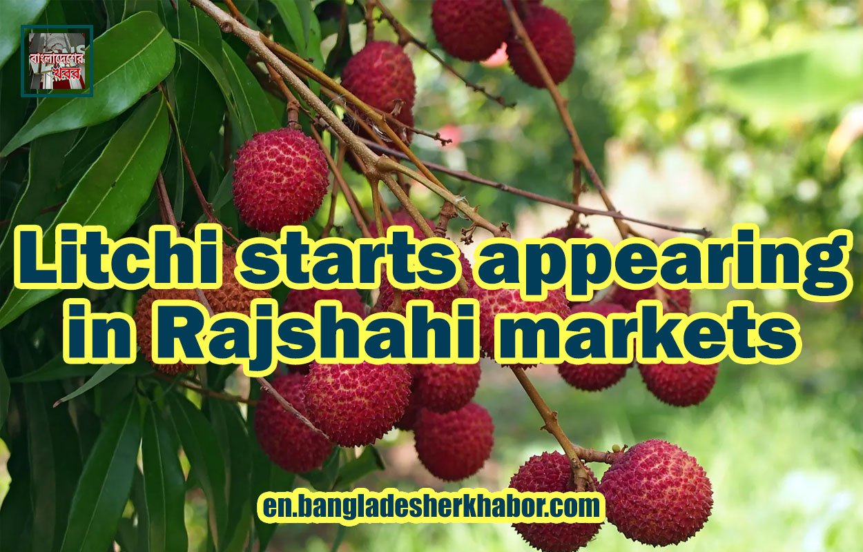 Litchi starts appearing in Rajshahi markets