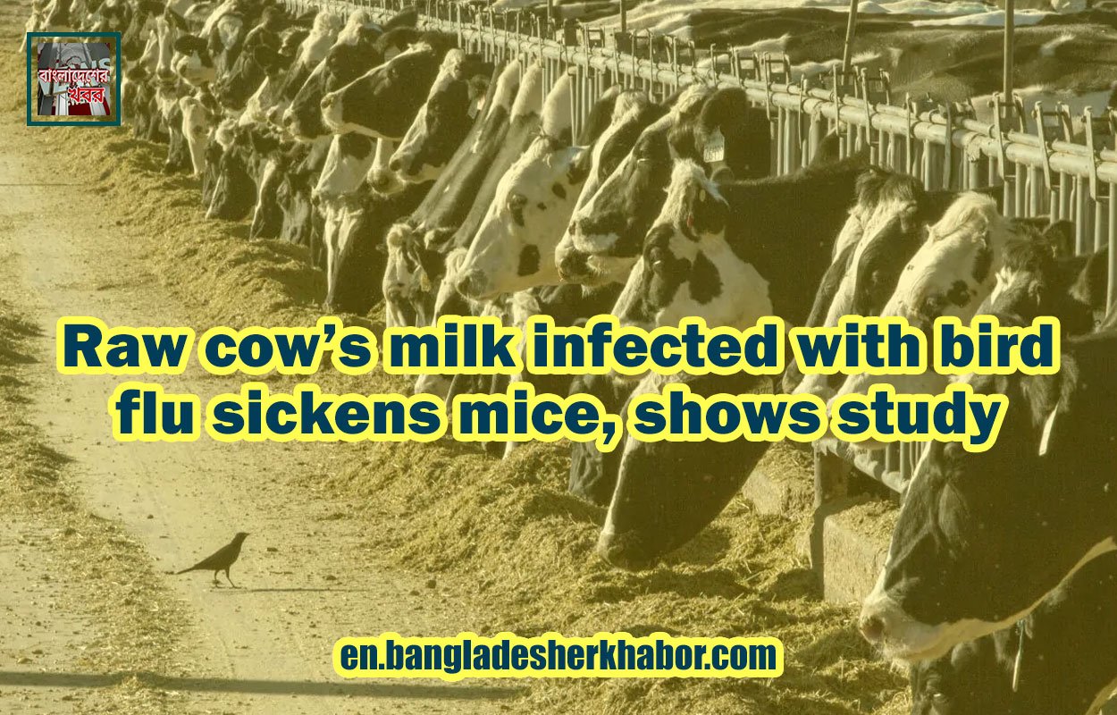 Raw cow's milk infected with bird flu sickens mice, shows study