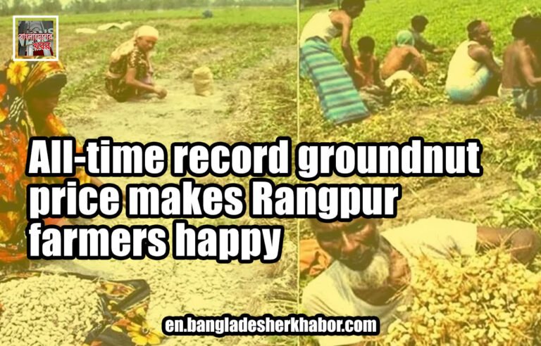 All-time record groundnut price makes Rangpur farmers happy