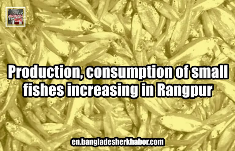Production, consumption of small fishes increasing in Rangpur