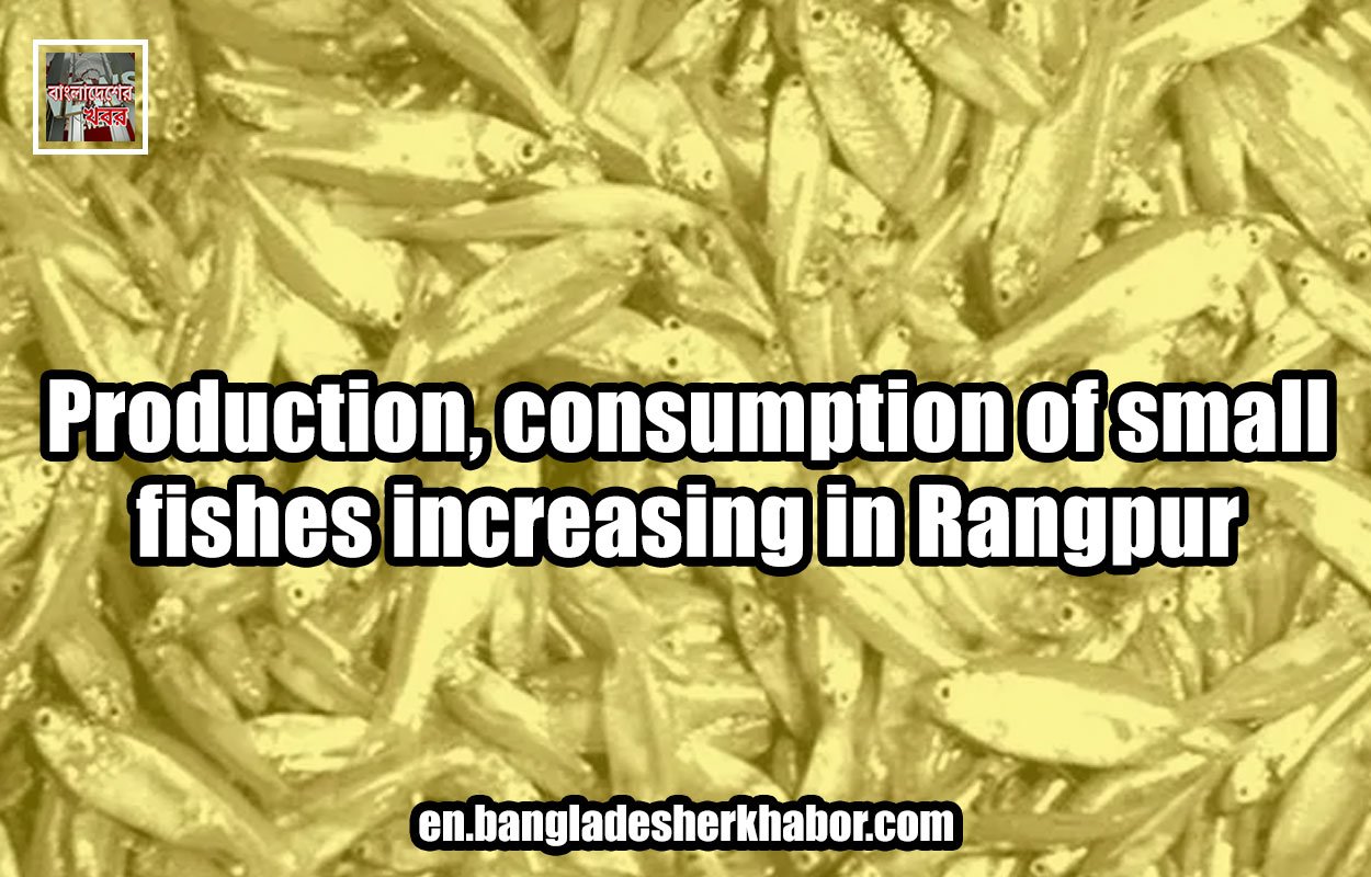 Production, consumption of small fishes increasing in Rangpur